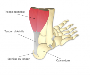 Les Pathologies De L Enth Se Du Tendon D Achille Dr Bovier Lapierre